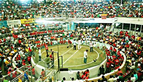 sabong.com.ph world slasher 2017|2017 World Pitmasters Cup 2 .